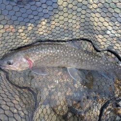 スプーンとミノーに好反応